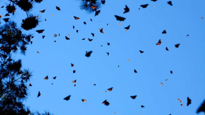 Migration of monarch butterflies