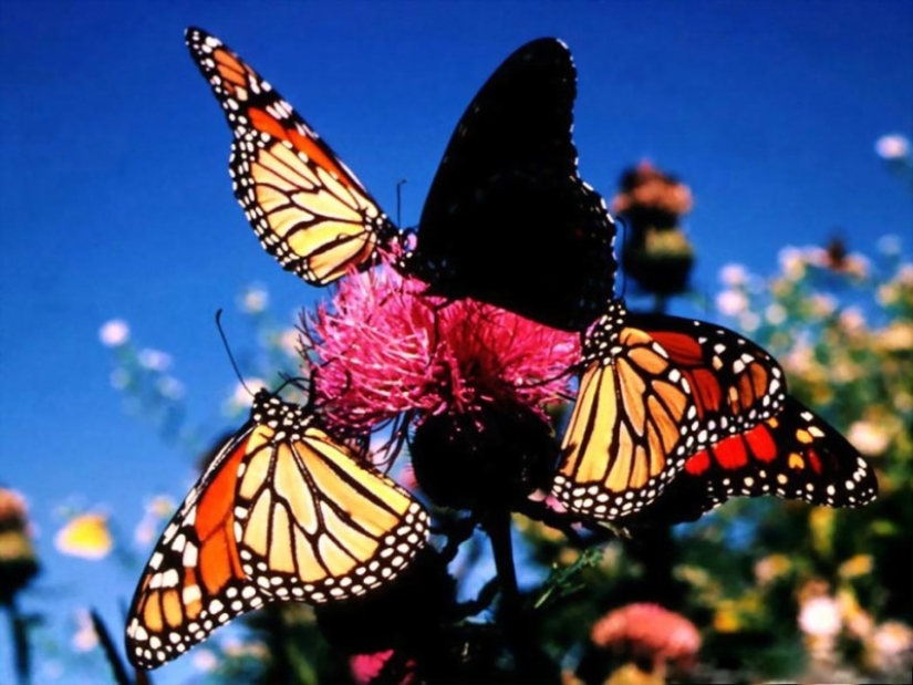 Migration of monarch butterflies