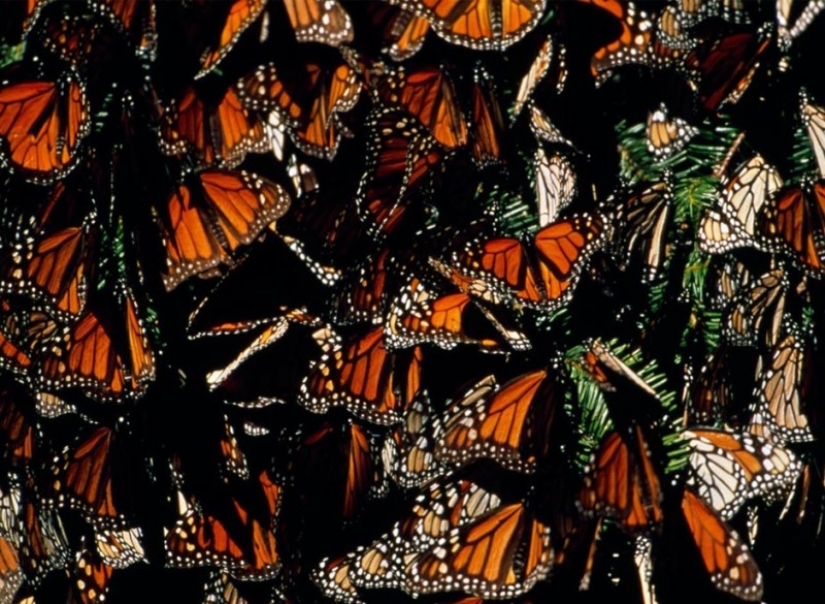 Migration of monarch butterflies