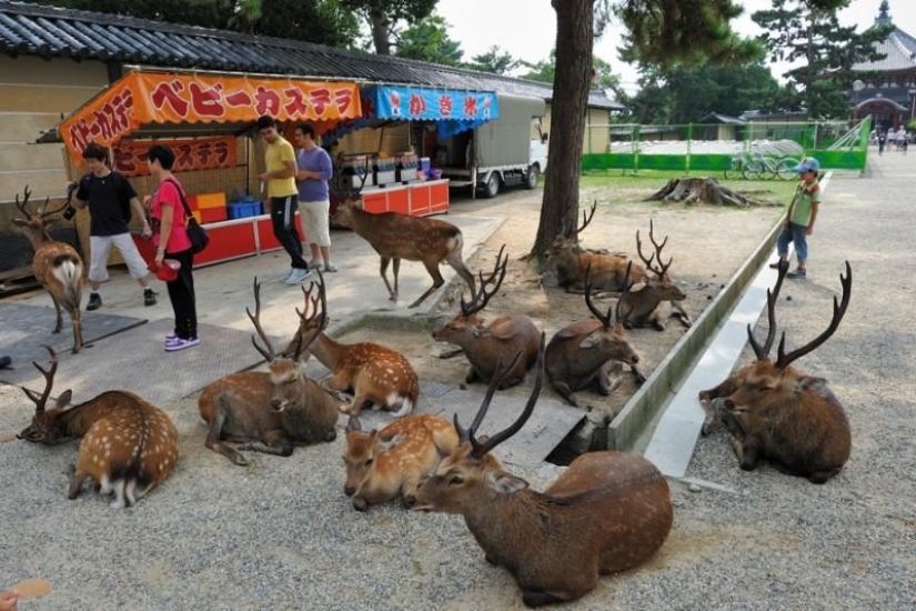 Miles de ciervos inundan las calles de la ciudad japonesa de Nara