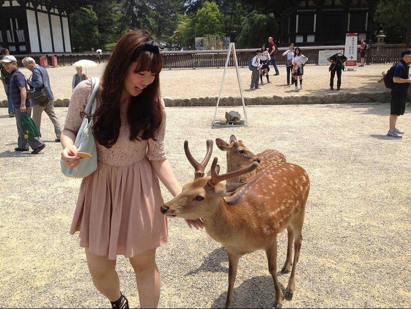 Miles de ciervos inundan las calles de la ciudad japonesa de Nara