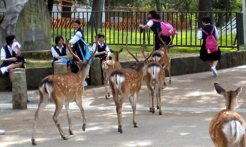 Miles de ciervos inundan las calles de la ciudad japonesa de Nara