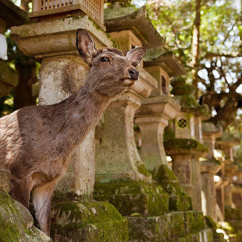 Miles de ciervos inundan las calles de la ciudad japonesa de Nara