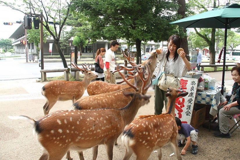 Miles de ciervos inundan las calles de la ciudad japonesa de Nara