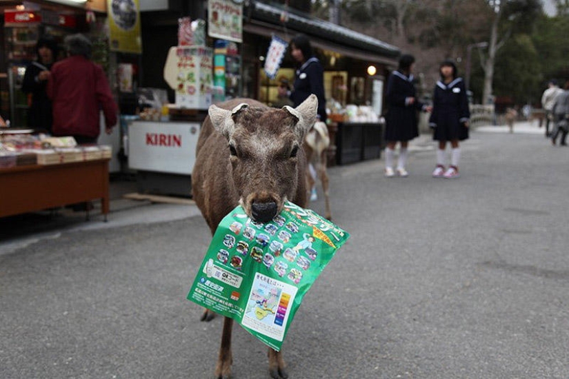 Miles de ciervos inundan las calles de la ciudad japonesa de Nara