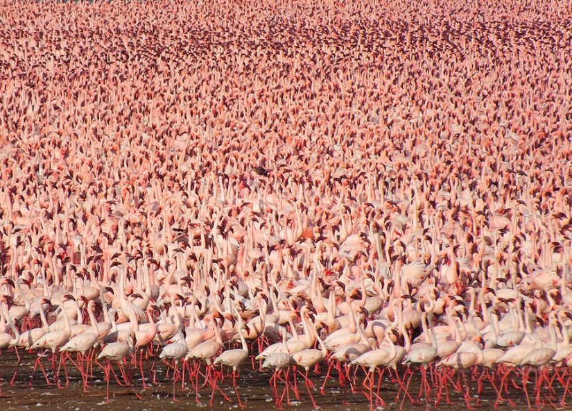 Millions of pink flamingos