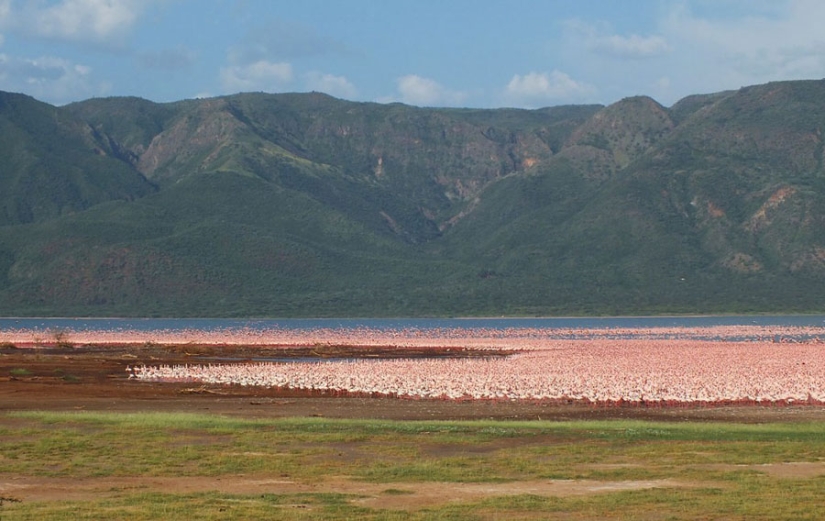 Millions of pink flamingos