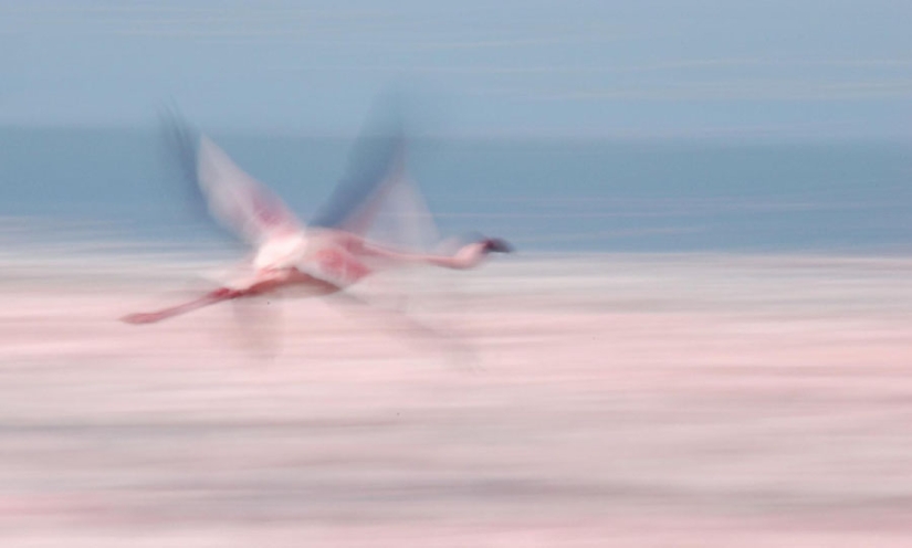 Millions of pink flamingos