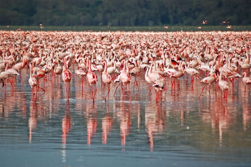 Millions of pink flamingos