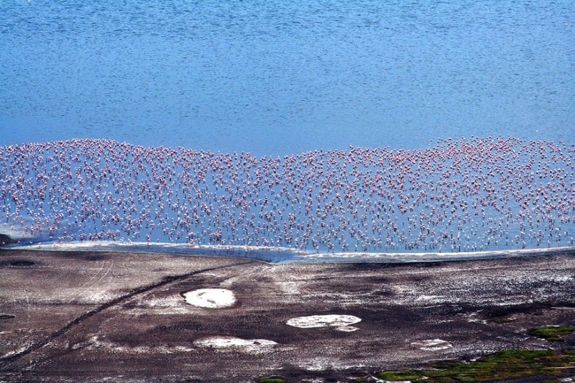 Millions of pink flamingos