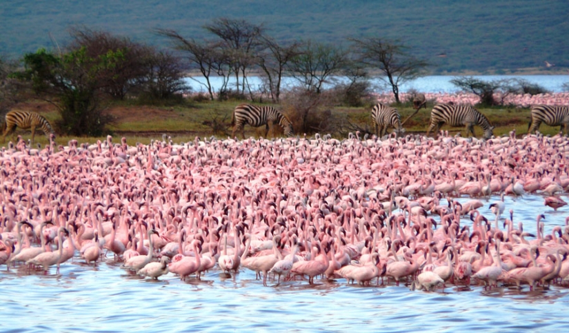 Millions of pink flamingos