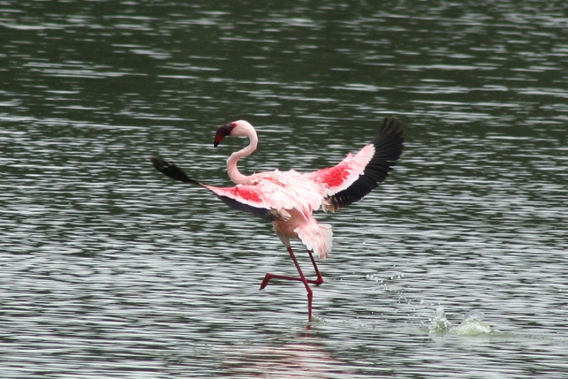 Millions of pink flamingos