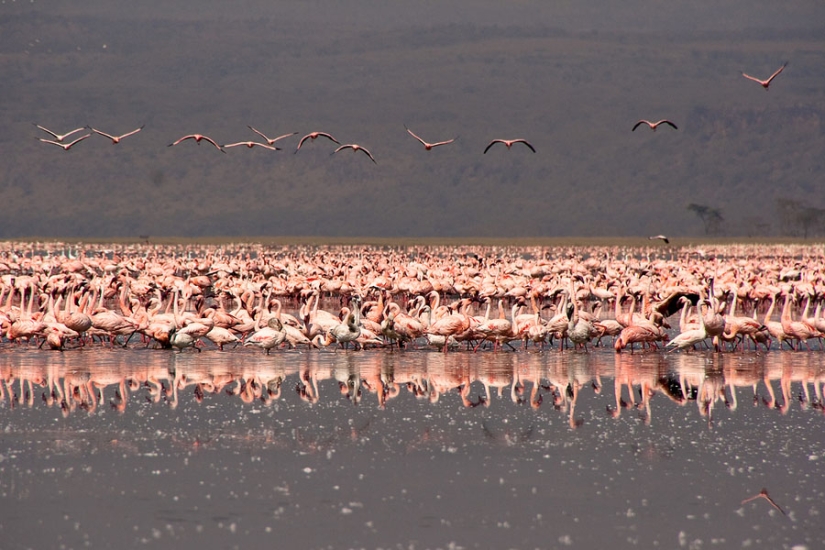 Millions of pink flamingos