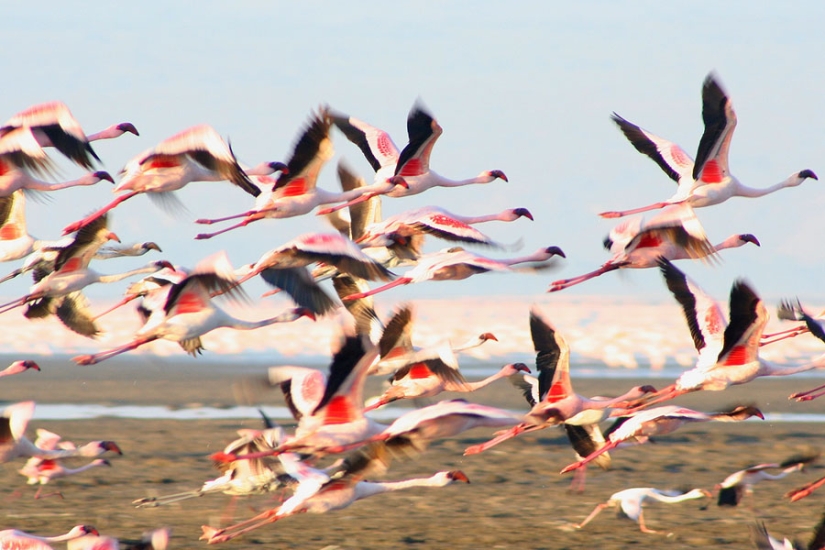 Millions of pink flamingos