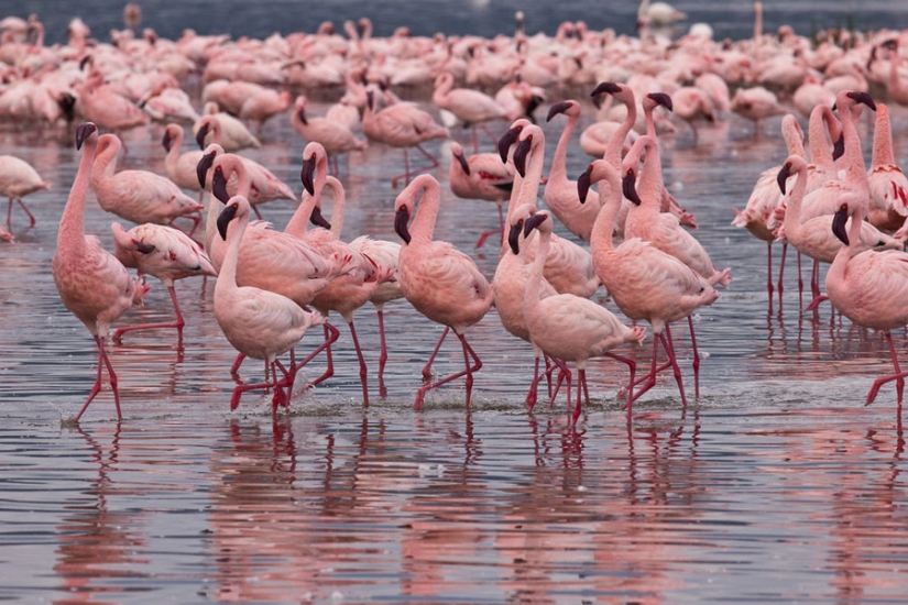 Millions of pink flamingos