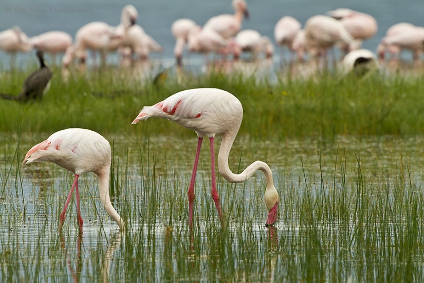 Millions of pink flamingos