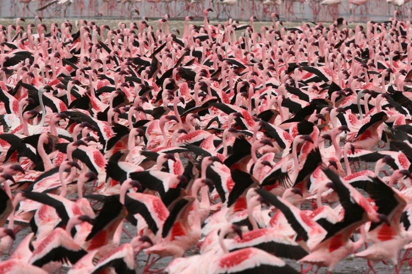 Millions of pink flamingos