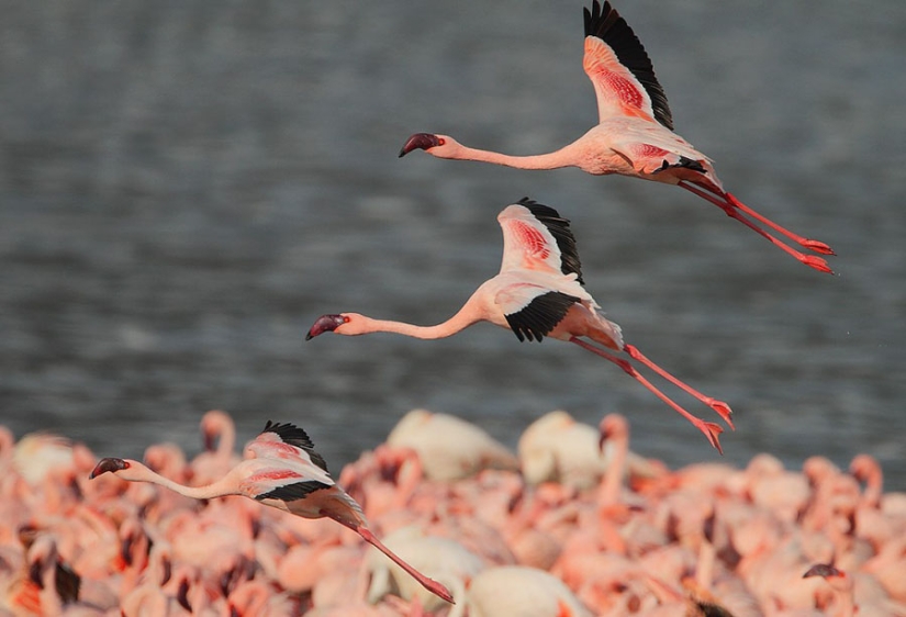 Millions of pink flamingos