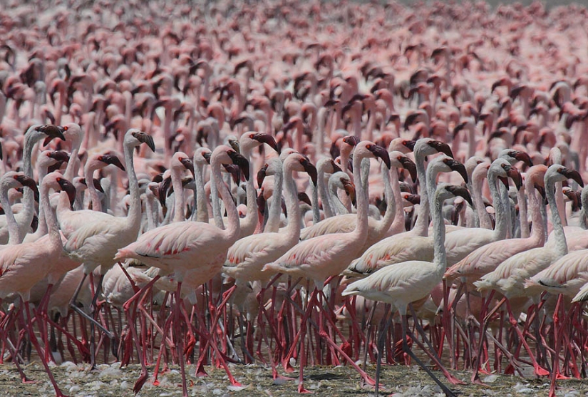 Millions of pink flamingos