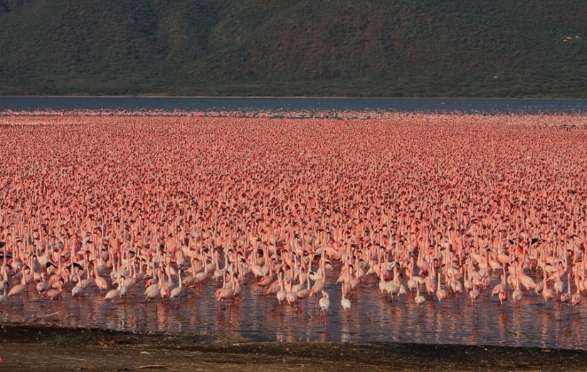 Millions of pink flamingos