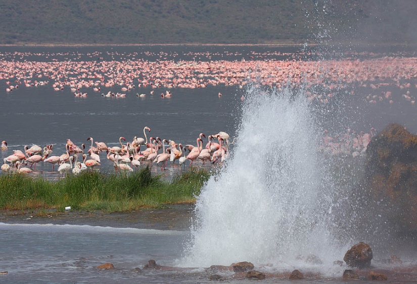 Millions of pink flamingos