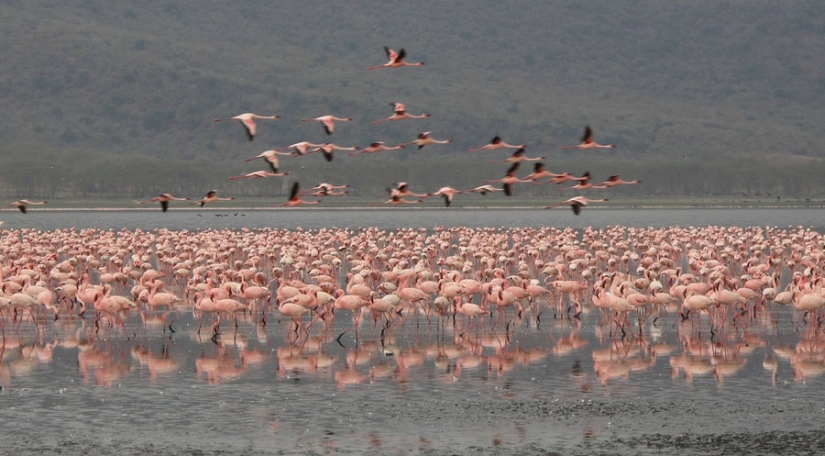 Millions of pink flamingos