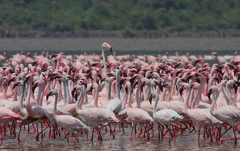 Millions of pink flamingos