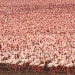 Millions of pink flamingos