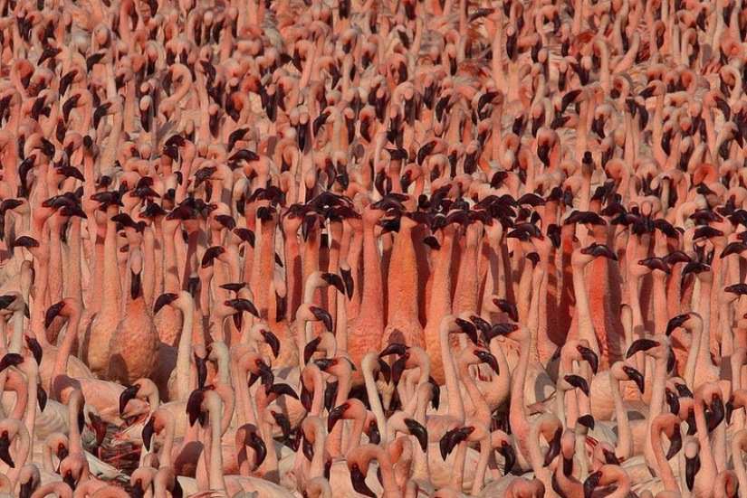 Millions of pink flamingos