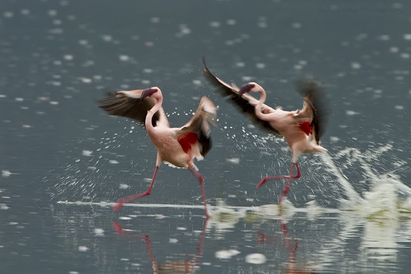 Millions of pink flamingos