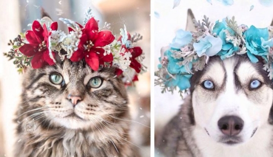 Milota cuadrado: 25 Mascotas en floral corona de un talentoso diseñador