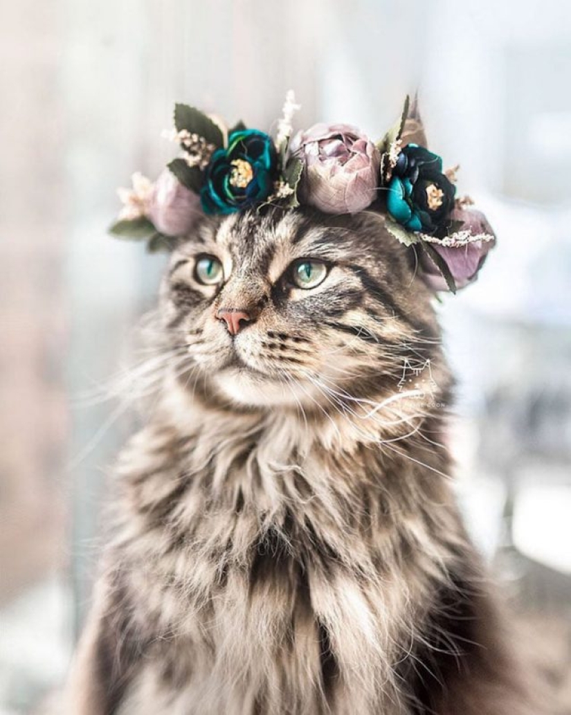 Milota squared: 25 Pets in floral wreath from a talented designer
