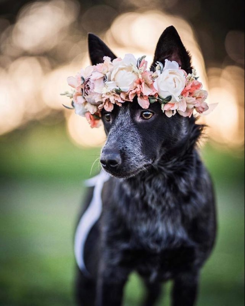 Milota squared: 25 Pets in floral wreath from a talented designer