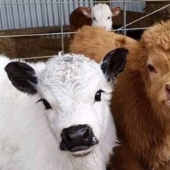 Mini cows are the new fashion for pets in the USA