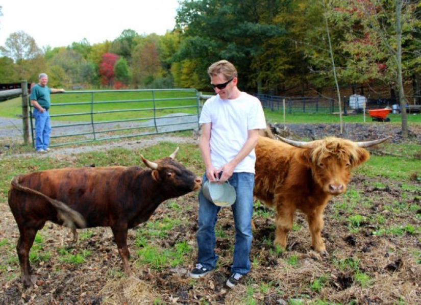 Mini cows are the new fashion for pets in the USA