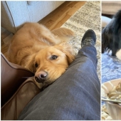 Mira directamente al alma: 30 perros que piden comida a sus dueños