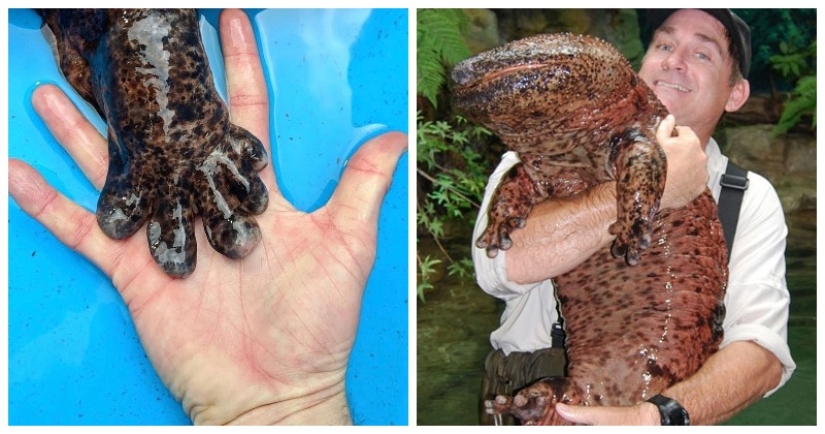 Miracle from Asia: 7 interesting facts about the Japanese giant salamander