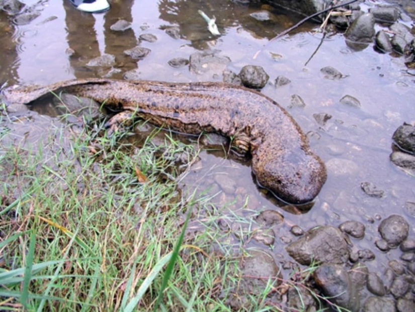 Miracle from Asia: 7 interesting facts about the Japanese giant salamander