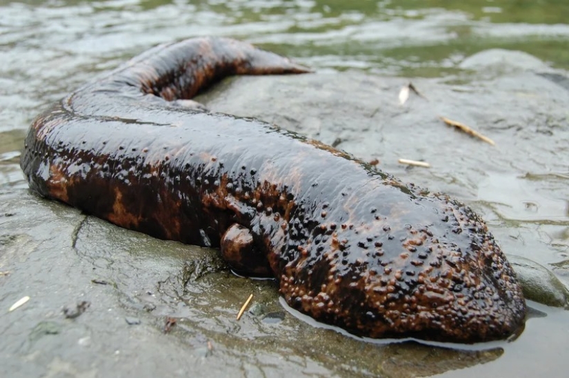 Miracle from Asia: 7 interesting facts about the Japanese giant salamander