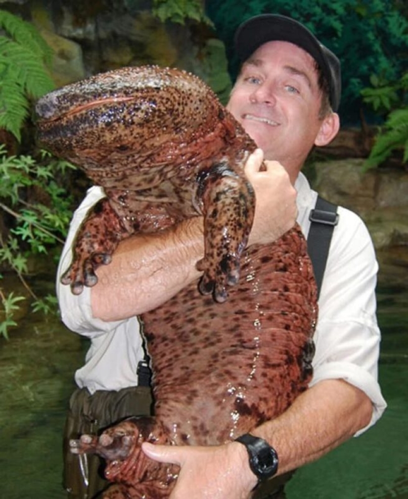 Miracle from Asia: 7 interesting facts about the Japanese giant salamander