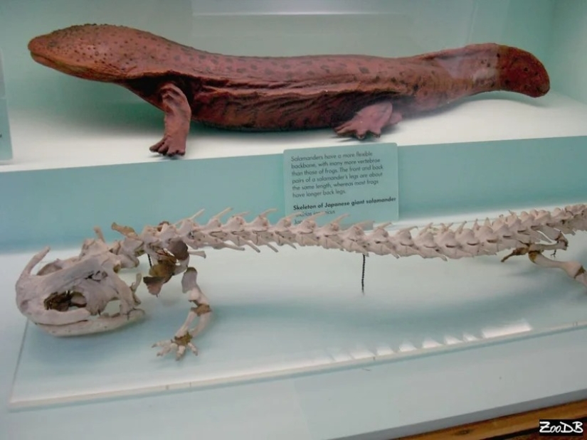 Miracle from Asia: 7 interesting facts about the Japanese giant salamander