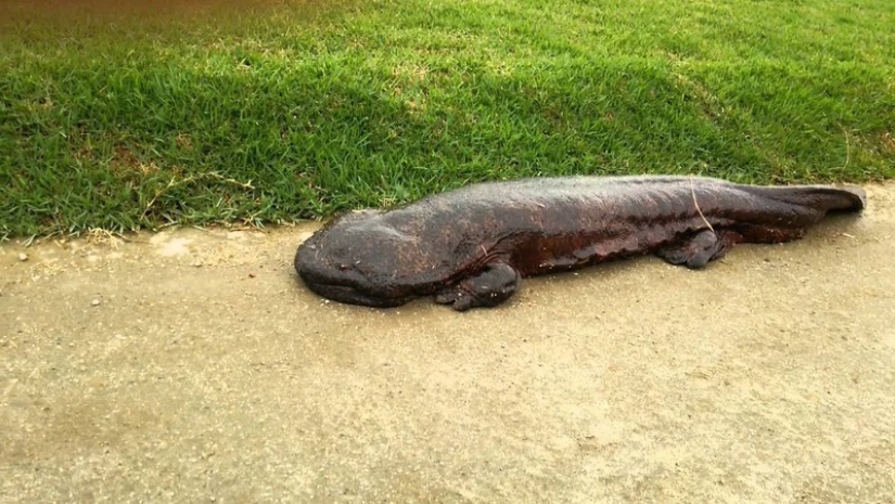 Miracle from Asia: 7 interesting facts about the Japanese giant salamander