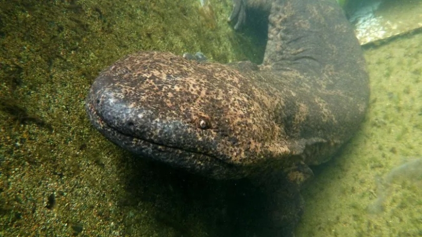 Miracle from Asia: 7 interesting facts about the Japanese giant salamander