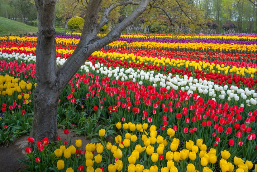 Mis 14 fotografías del Holland Flower Park en China