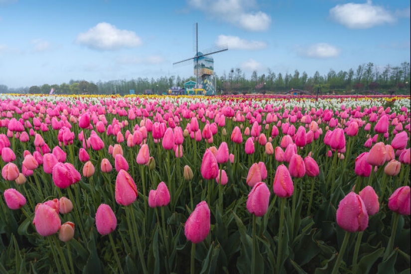 Mis 14 fotografías del Holland Flower Park en China