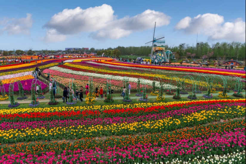 Mis 14 fotografías del Holland Flower Park en China