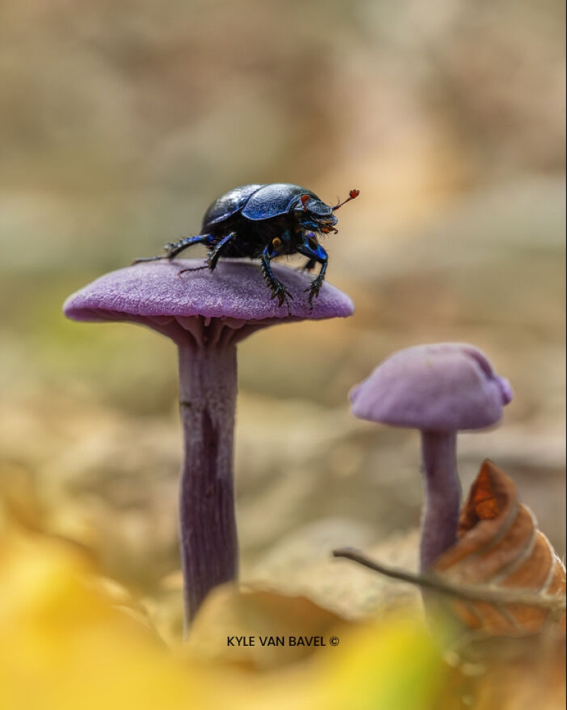 Mis 15 fotografías de cerca que muestran la belleza de la naturaleza en otoño