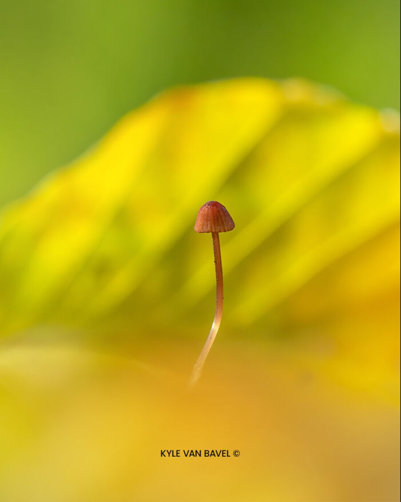 Mis 15 fotografías de cerca que muestran la belleza de la naturaleza en otoño