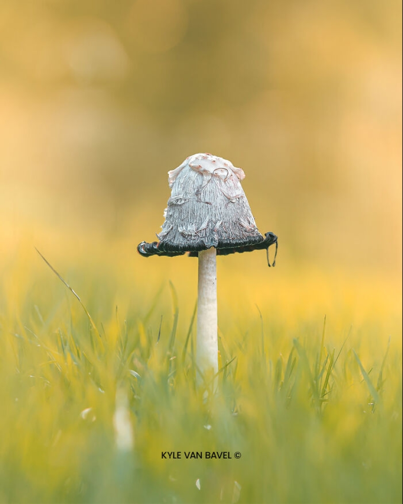 Mis 15 fotografías de cerca que muestran la belleza de la naturaleza en otoño