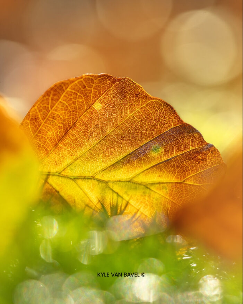 Mis 15 fotografías de cerca que muestran la belleza de la naturaleza en otoño